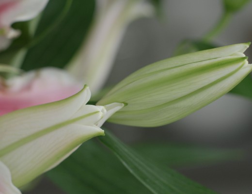 Pink Lily Buds