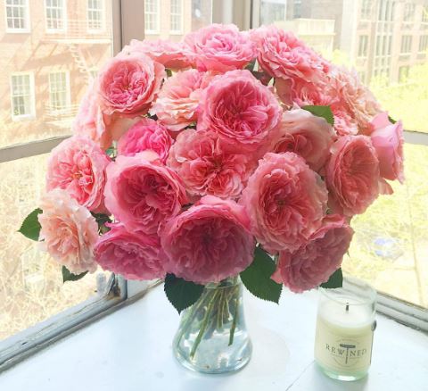 @kgoebel22's fully opened garden roses