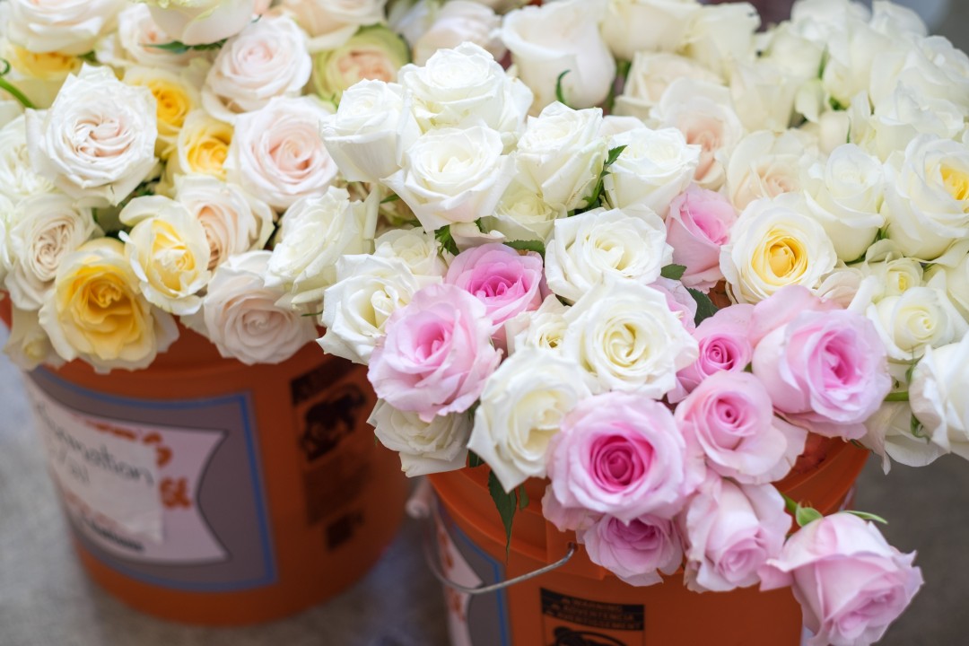 Roses in Buckets