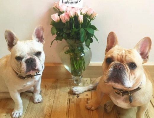 French Bulldogs With Flowers