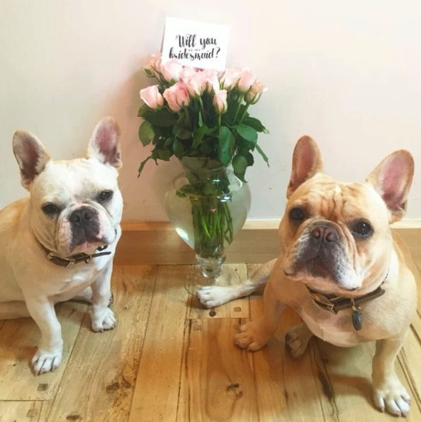 French Bulldogs With Flowers