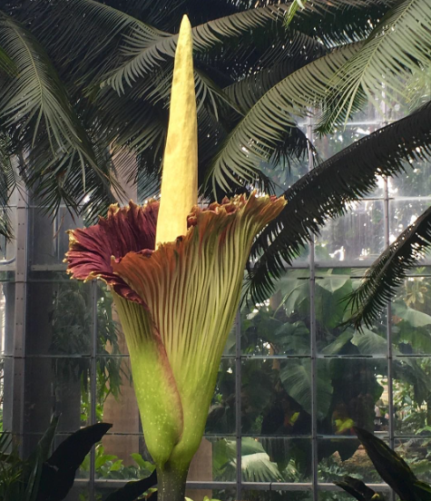 Corpse Flower in Bloom