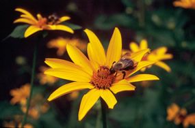 Yellow Wild Daisy Yellow Wild Daisy