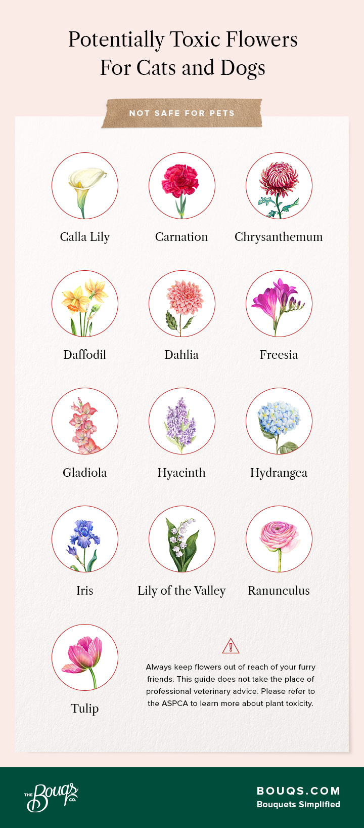 potentially toxic flowers for cats and dogs