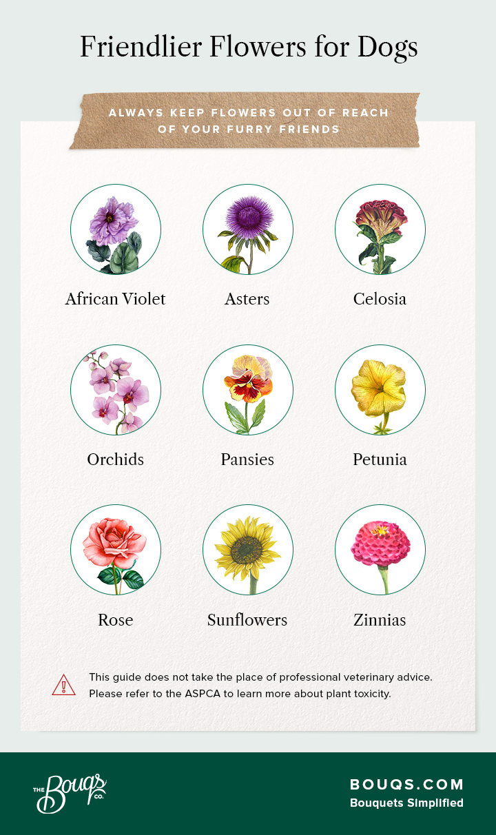 Non-toxic Flowers to Dogs