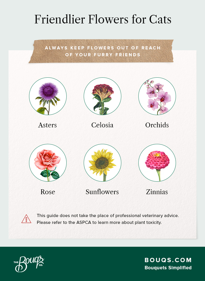 Non-toxic Flowers to Cats