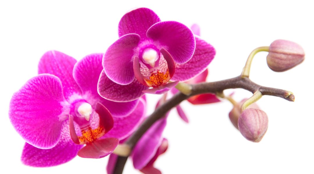 Best Office Plants