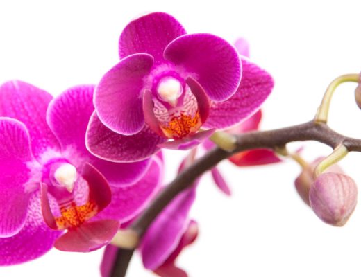 Best Office Plants