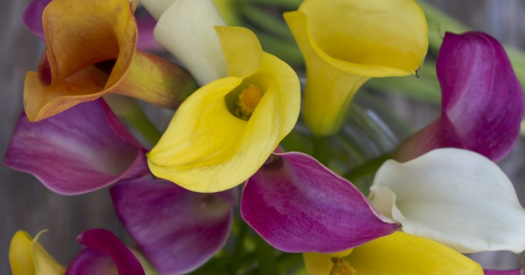Calla Lilies in yellow, purple, and white