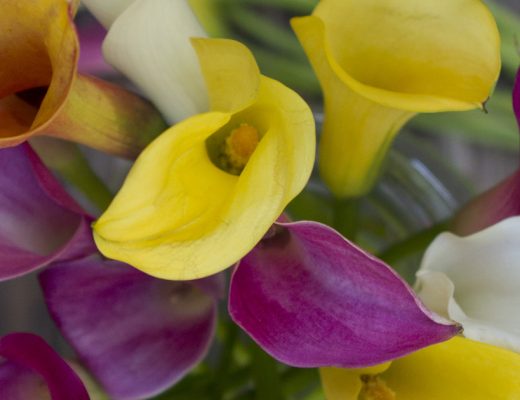 Calla Lilies in yellow, purple, and white
