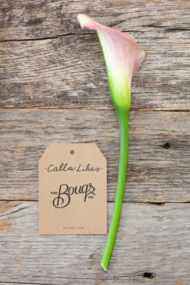 Calla Lily Pale Pink