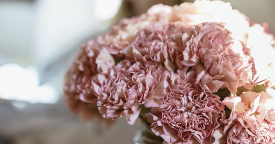 Carnation Care