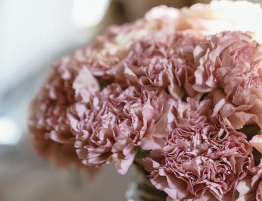 Carnation Care