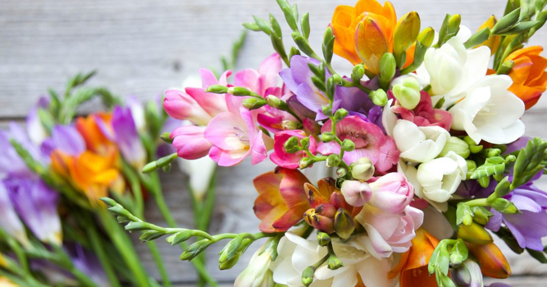Freesia Bouquet Care
