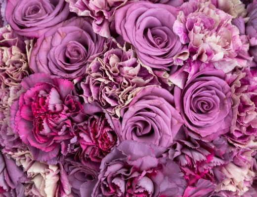 Close-up of purple flowers.