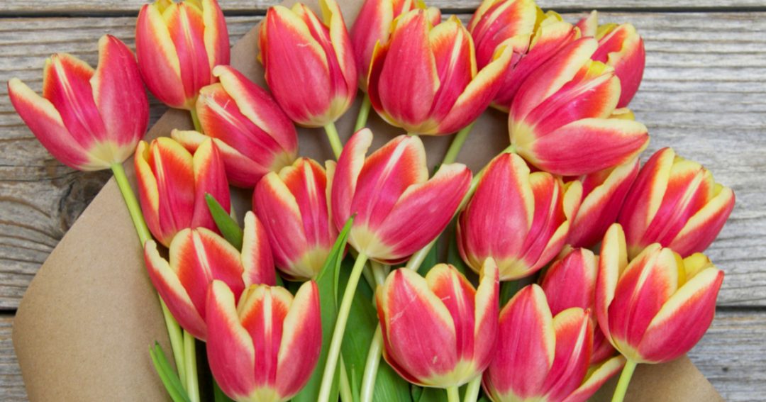 How Long Do Tulips Last