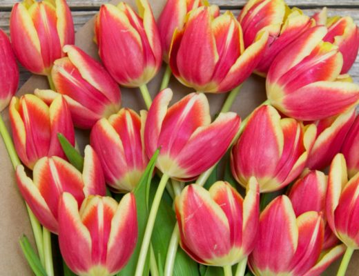 How Long Do Tulips Last