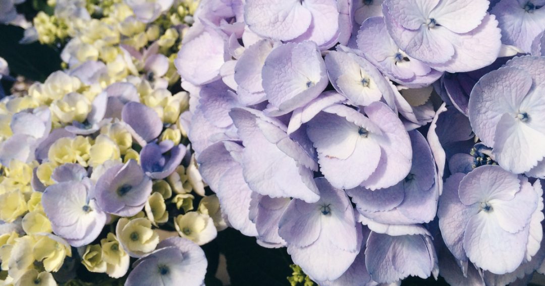 Hydrangea Care
