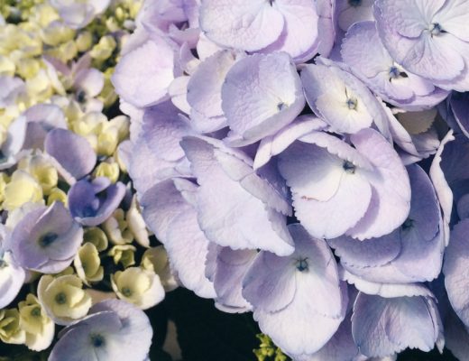 Hydrangea Care