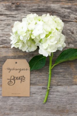 Hydrangeas
