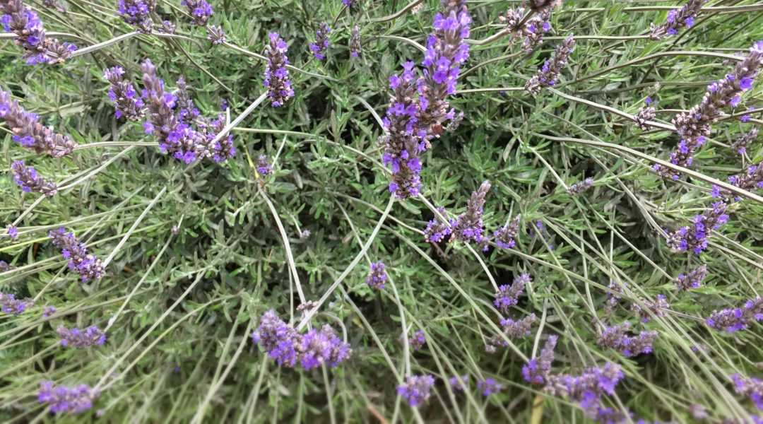 Lavender Meaning