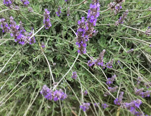 Lavender Meaning