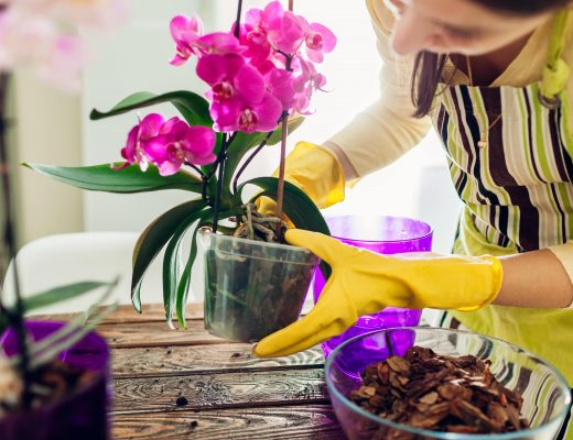 Woman transplanting a pink orchid plant