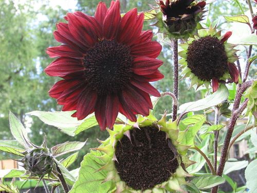 Maroon sunflower