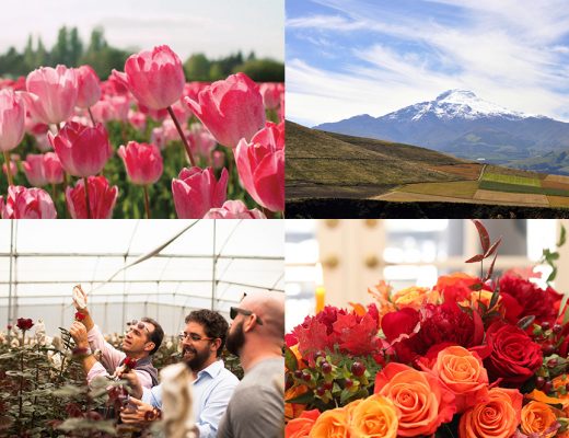 flower farm on side of volcano, flower farmers, lush orange and red roses bouquet