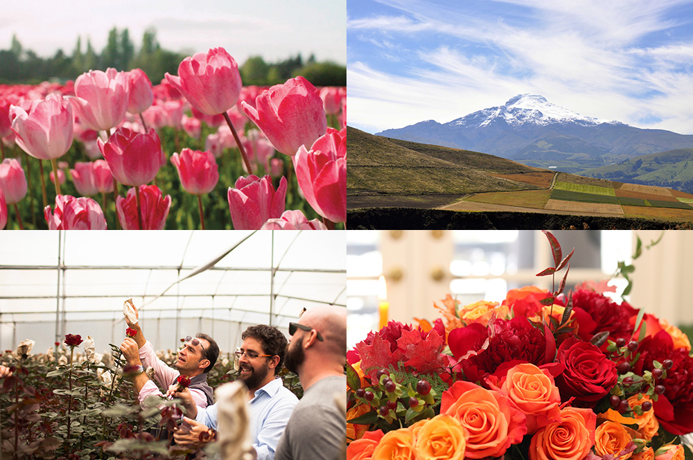 flower farm on side of volcano, flower farmers, lush orange and red roses bouquet
