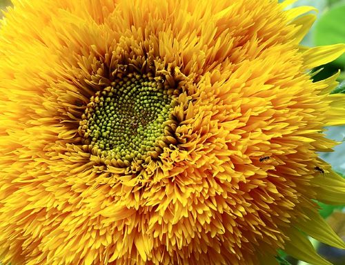 teddy bear sunflower