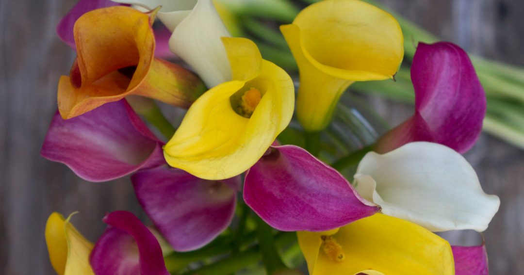 Calla Lily
