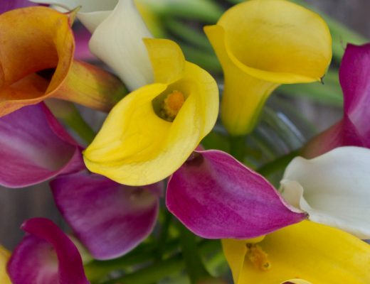 Calla Lily