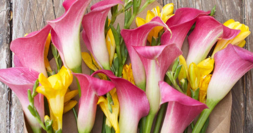 Calla Lily Care
