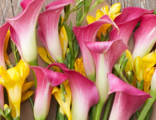 Calla Lily Care