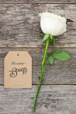 Caring For Roses