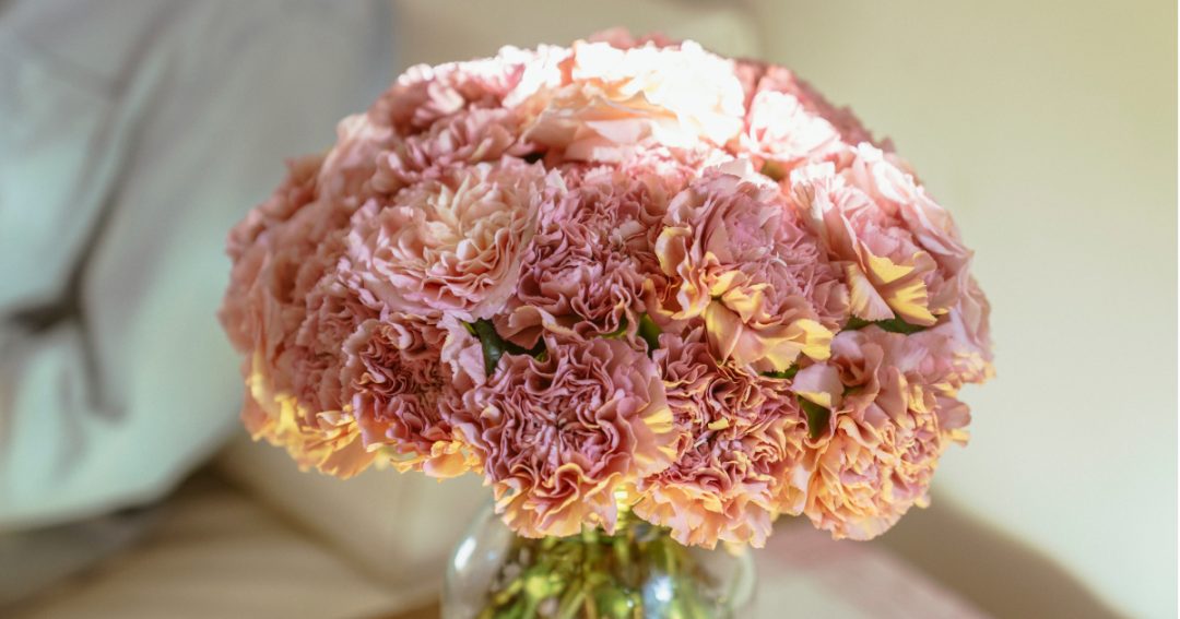 Carnation Facts