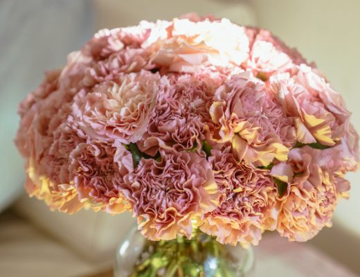 Carnation Facts