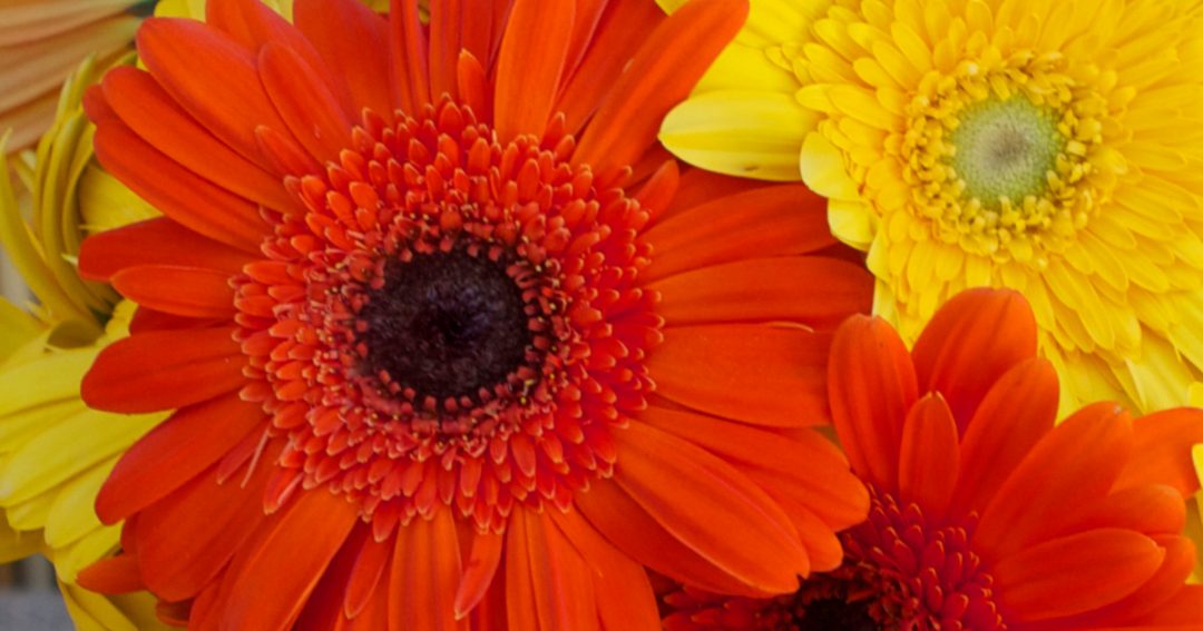 Daisy Meaning