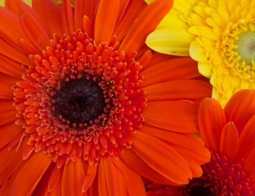 Daisy Meaning