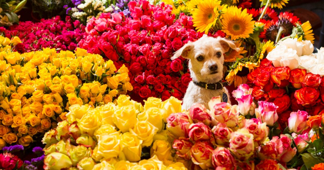 Dog Poisoning Symptoms