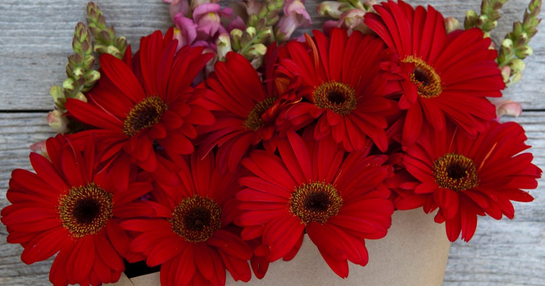 Facts About Daisies
