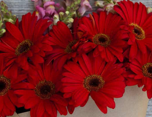 Facts About Daisies