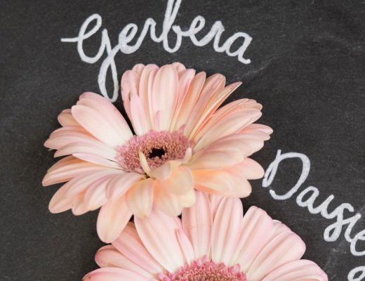 How To Care For Daisies