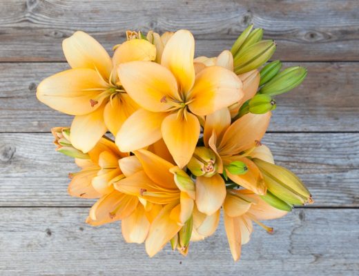 How To Care For Lilies