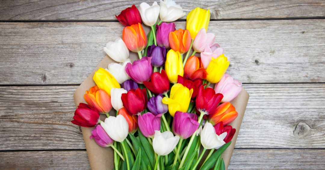 How To Care For Tulips