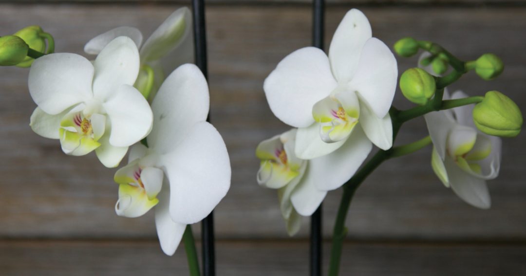 Orchid Meaning