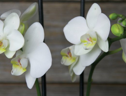 Orchid Meaning