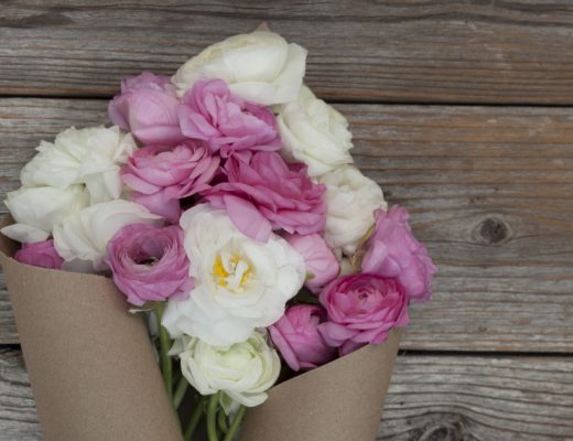 Ranunculus Care