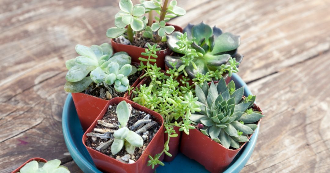 Succulent Facts